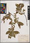 Foto von Salix cinerea L. x Salix nigricans Sm.